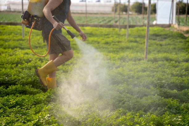 Best Local Pest Control Services  in Lake Hamilton, AR